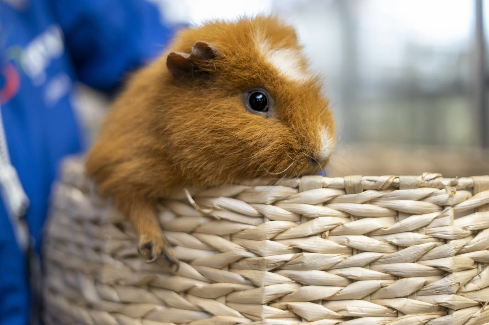 jonge cavia's
