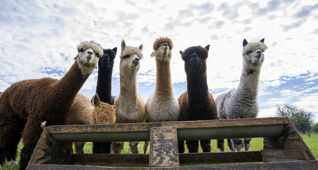 weetjes over alpaca's
