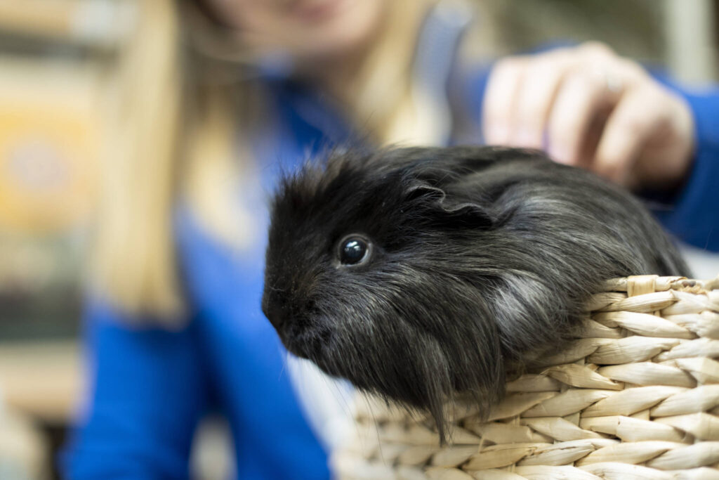 Cavia's - Garvo