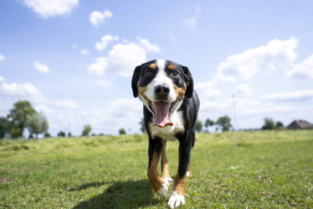 Zomertips voor je huisdieren | Hond