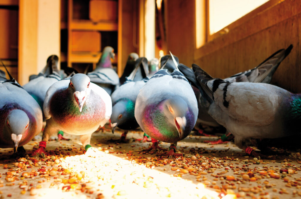 Postduiven eten de uigebalanceerde mengeling uit het Garvo postduivenassortiment