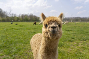 alpaca