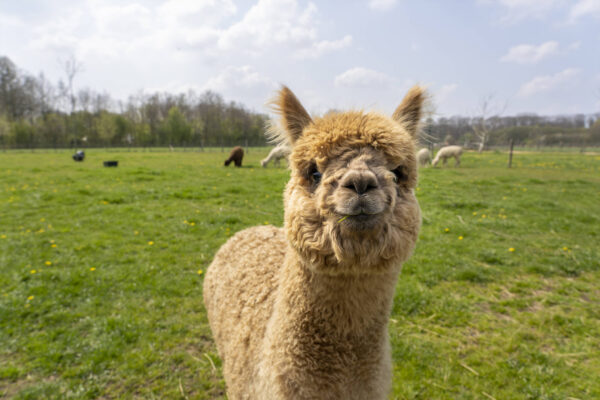 alpaca