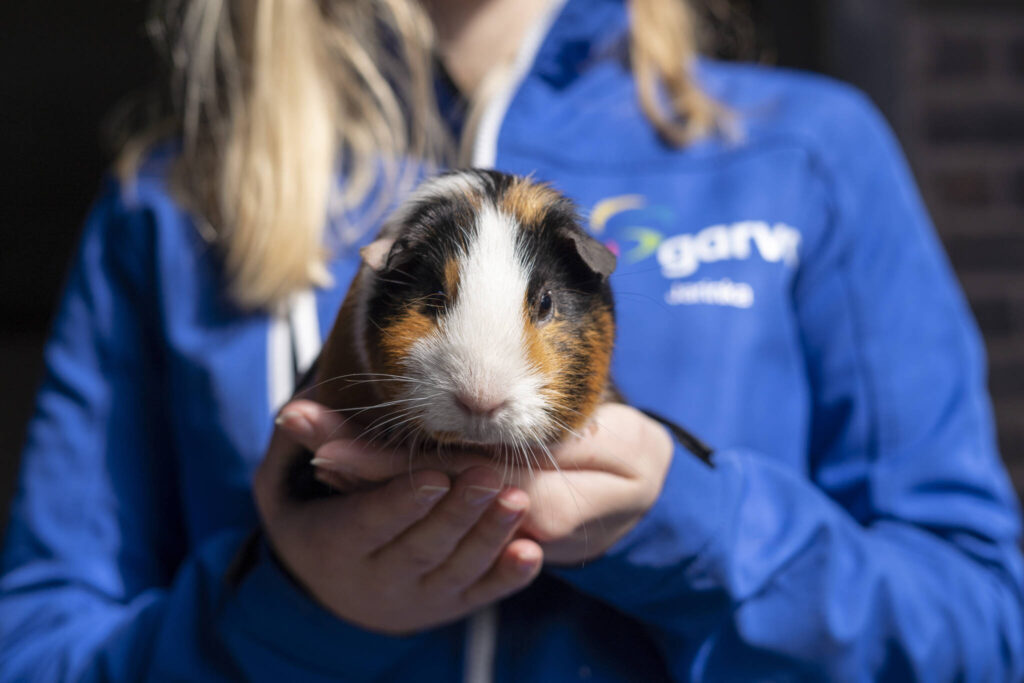 feeding guinea pigs