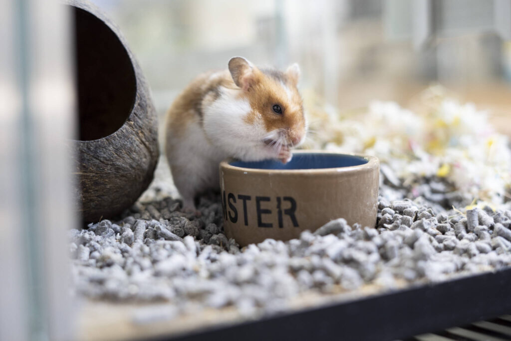 housing hamsters