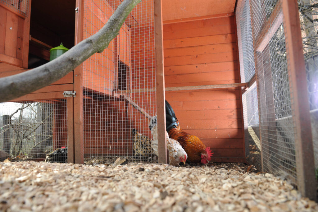 housing chickens