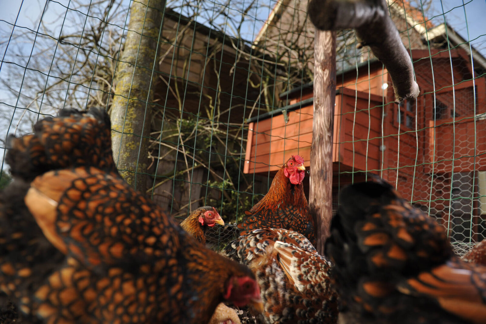 feather pecking