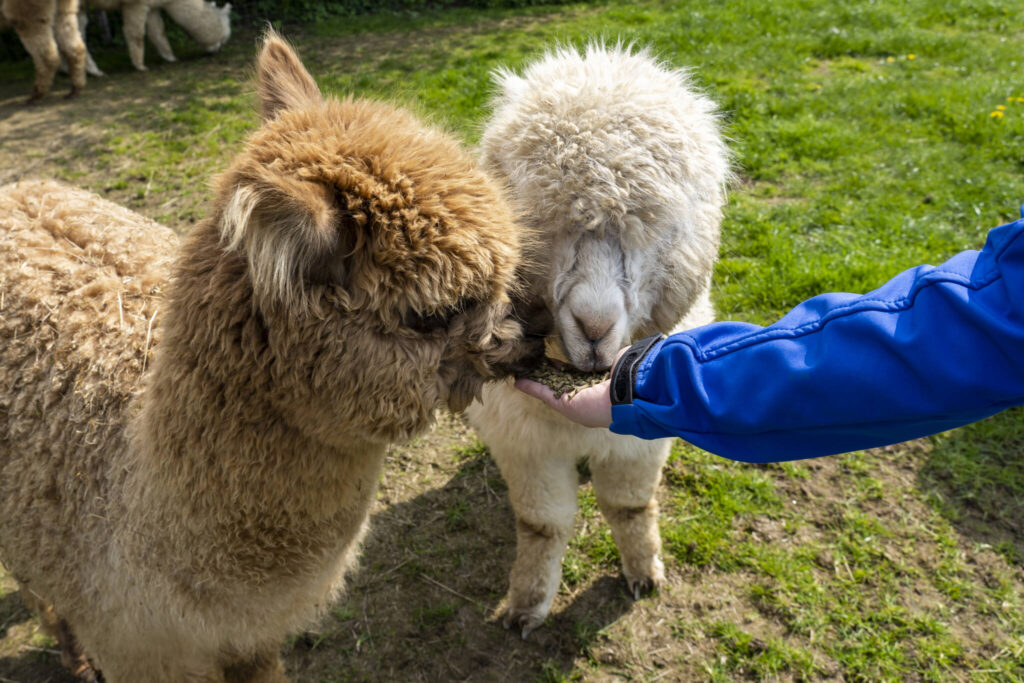 digestion of alpacas