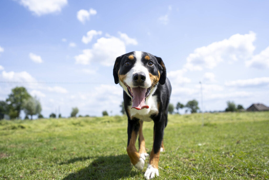 Summer tips for pets | Dog