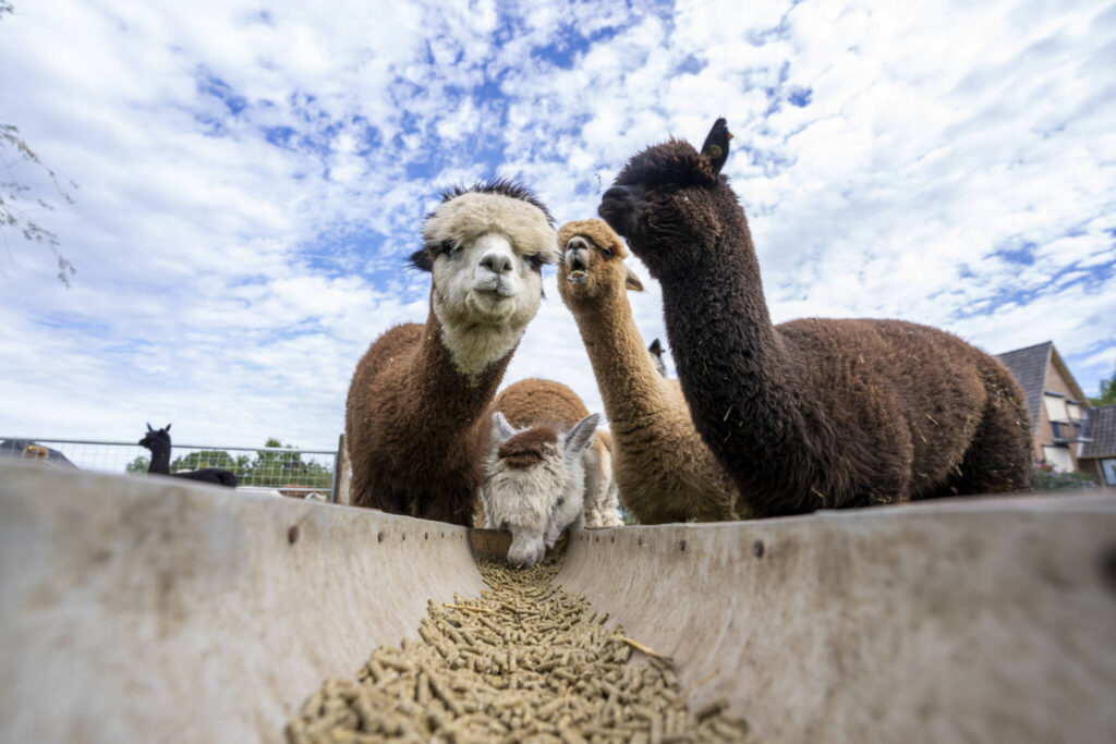 nutrition alpacas