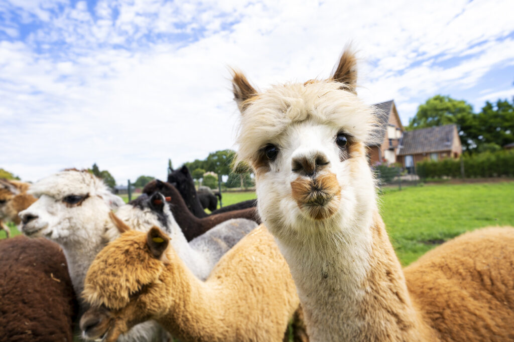 caring for alpacas