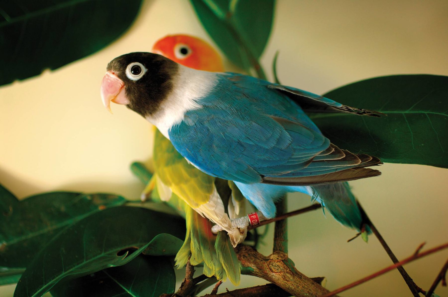Eigenwijs terugvallen Korea tropische vogels - Garvo diervoeders | Garvo diervoeders