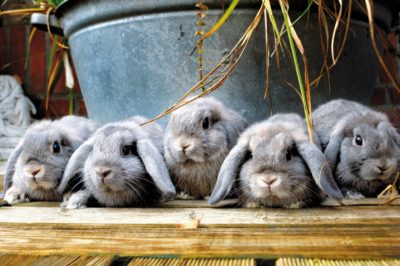 konijnen op een rij, emmer, hangoren, grijs, blauw, op tafel