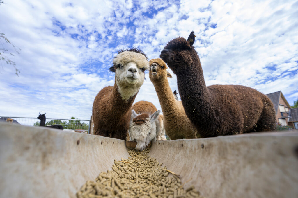 voeding alpaca's